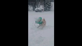 Shiba Inu Loves The Snow