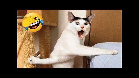New Funny Videos 2023 😍 Cutest Cats and Dogs 🐱🐶