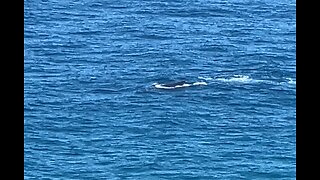 2024-06-26 Whale watching Cape Byron Lighthouse, NSW, Aus (1)