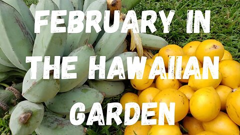 February in The Hawaiian Garden: What to Plant, What To Harvest, What to Do