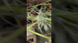 Louisiana Cajun Chicken Coop with bamboo