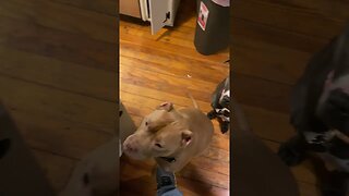 Should I give them some? #shorts #viral #cute #pitbull