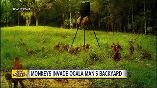 Florida man says monkeys swarming property