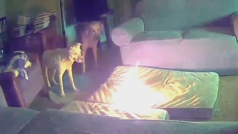 Dog Chews Through Battery - Setting Living Room on Fire