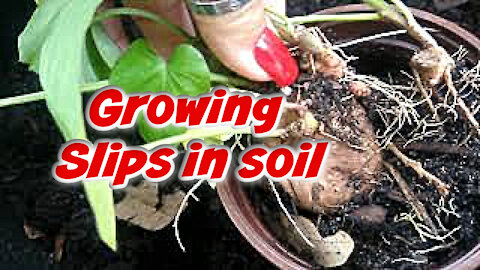 Growing and rooting sweet potato slips in the soil | NO rooting in water needed | VLOG
