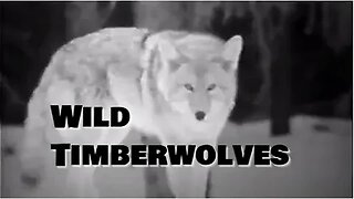 Wild Timberwolves - Educational Film/Video