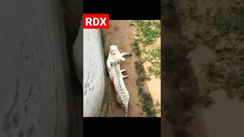 White Tiger vs White Lion