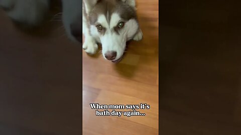 Husky’s least favorite day…