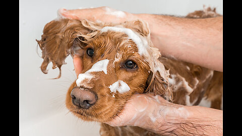 Comment laver son chien avec les shampooings Virbac