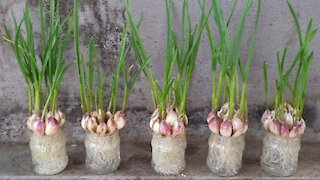 Best trick to grow root in water || How to grow green garlic in plastic jar with out soil