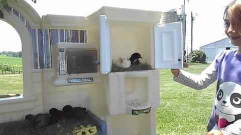 Little Girl Creates An Apartment For Birds