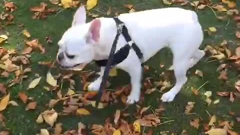 French Bulldog impressively does the moonwalk