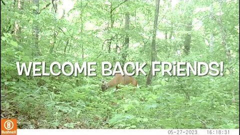 Trail camera video of Wildlife Middle Tennessee 17