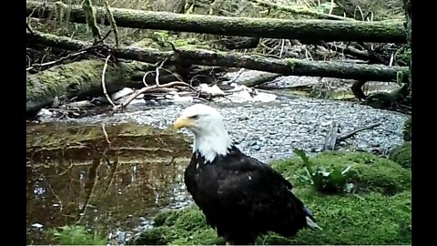 A Small Salmon Stream, August 10-14