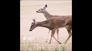 deer in Chickamauga Military Park