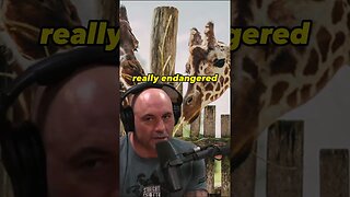 Joe Rogan About Zoos: Animal Fascination vs. Animal Prison - #JRE #1297