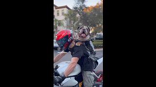 Bulldog rides Ducati