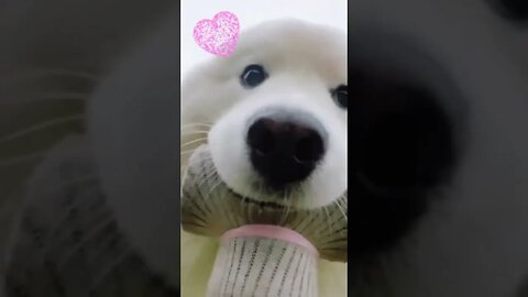 Hilarious Dog Selfie Stick Video #dogselfie #doglover #cutedog #weeklyfluff #selfiestick #funnyvideo