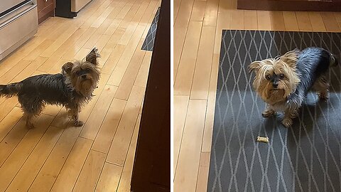 Cute Morkie Dances For Her Treats