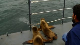 Rescued Sea Lions Go Home