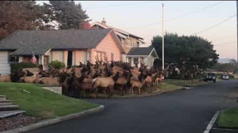 Manada de alces invade quintal em Oregon, EUA