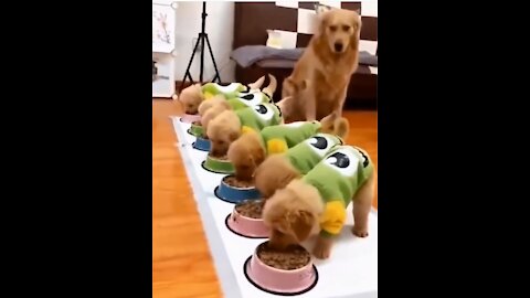 🤣Try Not To Laugh At This Ultimate Funny Dog Video Compilation🤣