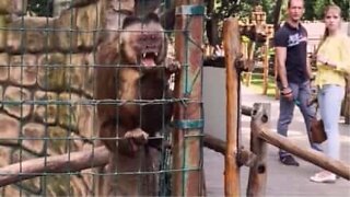 Ne vous approchez pas d'un singe pour le prendre en photo!