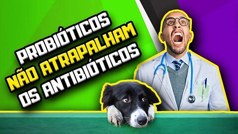 Probiótico NÃO ATRAPALHA tratamento com Antibiótico | Dr Edgard Gomes Alimentação natural para Cães