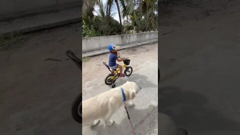 Golden Retriever | Walking and Cycling | #goldenretriever #shorts #babybrother