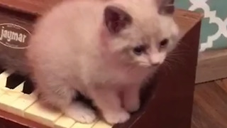 Mozart Kitten In Action