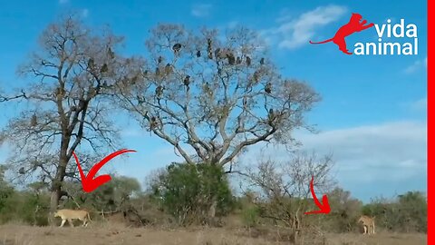 TROPA DE BABUÍNOS PRESA EM ÁRVORE POR LEÕES - VIDA ANIMAL