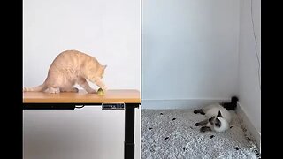 PLAYING CAT VIDEO MEAWWW