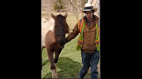 How a horse should load and unload from the horse trailer - Avi - 20 March 2024