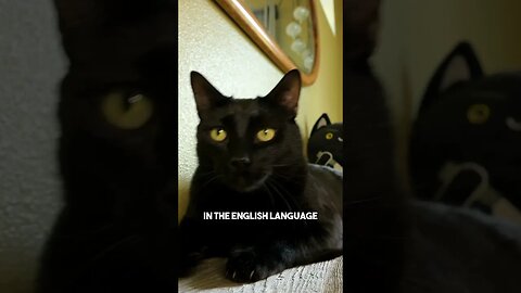 Too many words, not enough chairs #cat #blackcat #leonthecatdad #darkhumor #relationship #friend