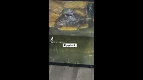 Snapping baby turtle