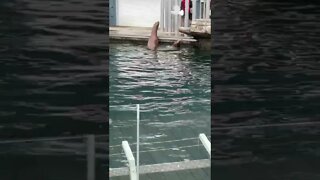 Sea Lions