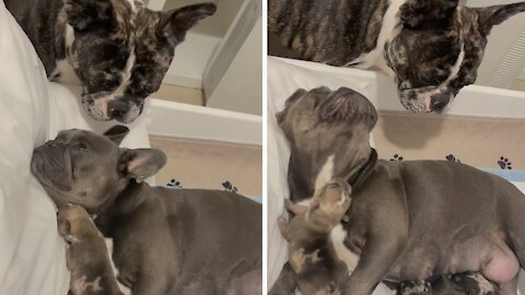 Frenchie Meets His Newborn Puppies For The First Time