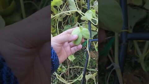 🍈 🍉 Melon bursts after rain! 💥🤯💥