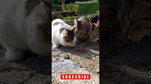 Stray Cats Enjoy a Meal Together - Feeding Stray Cats
