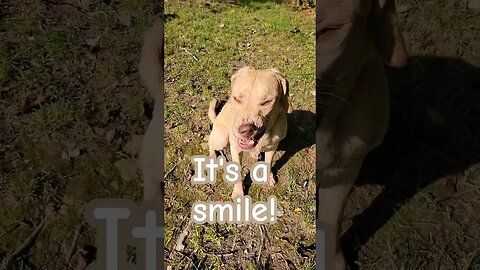 Chessie smiles 😃 #goodmorningsunshines #smiling dog #camerashy
