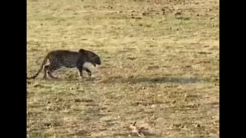 Leopard Vs Hyena Fight