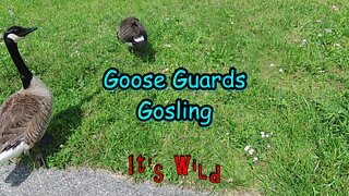 Goose Guards Gosling