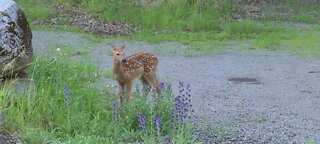 Fawn exploring the area