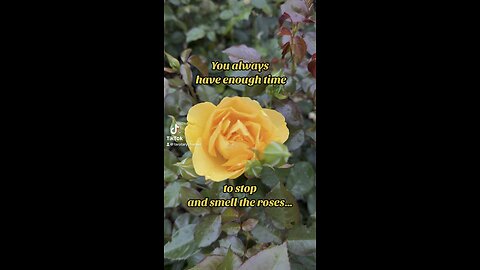 Make yourself a favour… #time #beauty #pause #takefive #nature #roses #relax #selfcare #tarotary