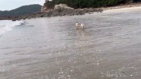 Our Baby And Dogs First Time At Beach Together