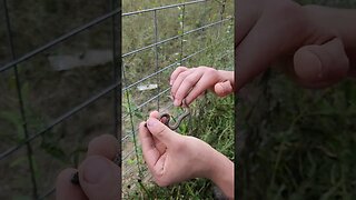 Snake found in pig pasture. #pig #homesteading #garden #animal #pigs #vegetablegarden #homesteadlif