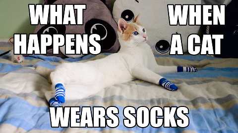 What happens when a cat wears socks?