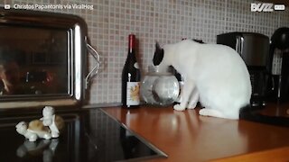 Gato bebe água de aquário com peixe