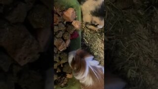 My Guinea pigs enjoying some treats