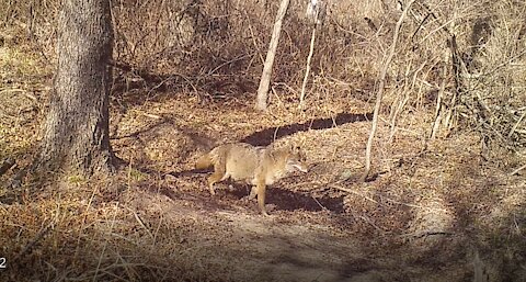 Very Healthy (Fat) Coyote